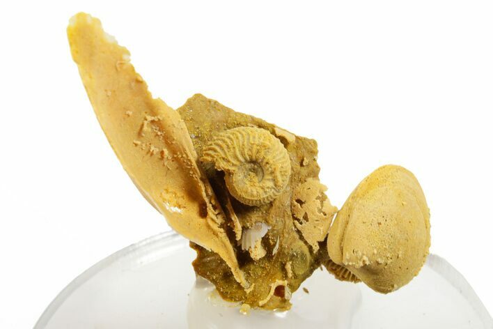 Miniature Fossil Cluster (Ammonites & Bivalves) - France #364248